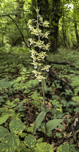 Epipactis purpurata
